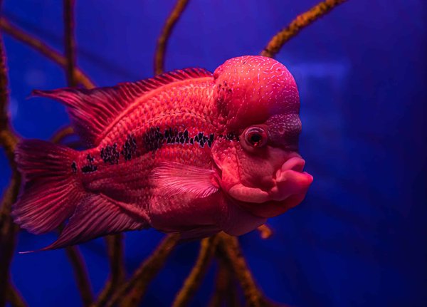 Comment cultiver des plantes carnivores sous-marines dans un aquarium à écosystème fermé ?